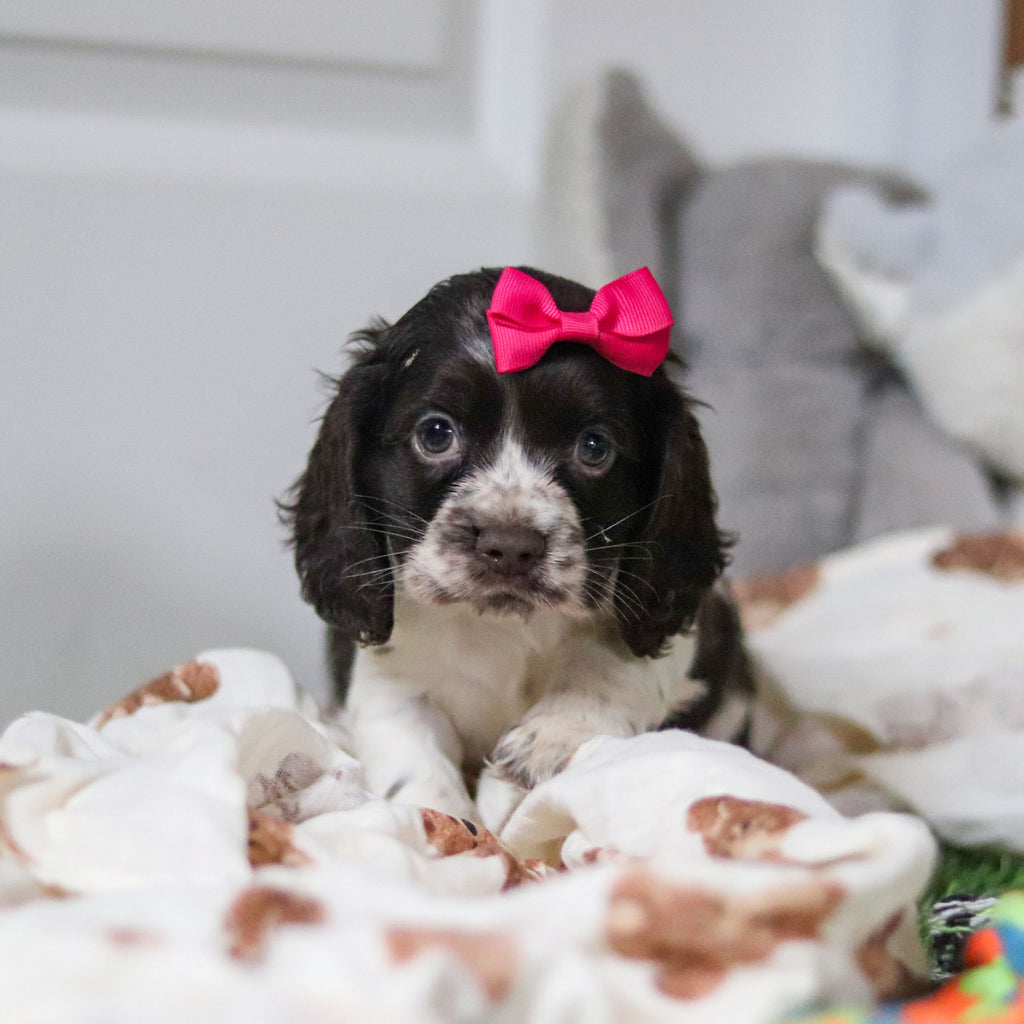 Birdie - Available 10/8