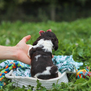 Birdie - Available 10/8