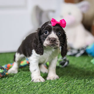 Birdie - Available 10/8