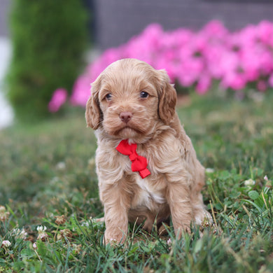 Pumpkin - Available 8/20