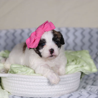 Tahlia - Available 4/9