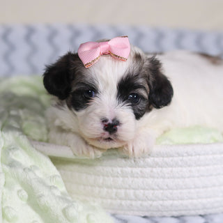 Tilly - Available 4/9