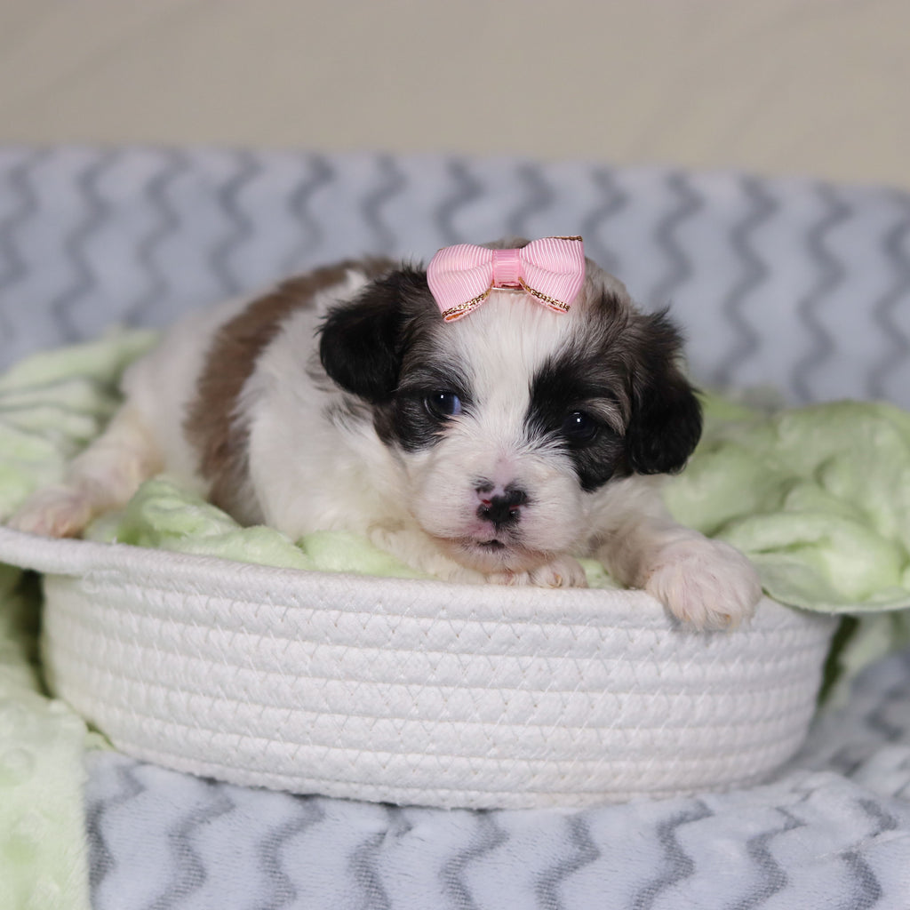 Tilly - Available 4/9