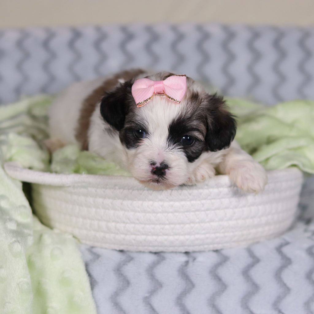 Tilly - Available 4/9