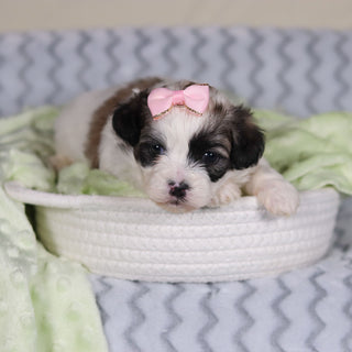 Tilly - Available 4/9