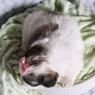 Tilly - Available 4/9