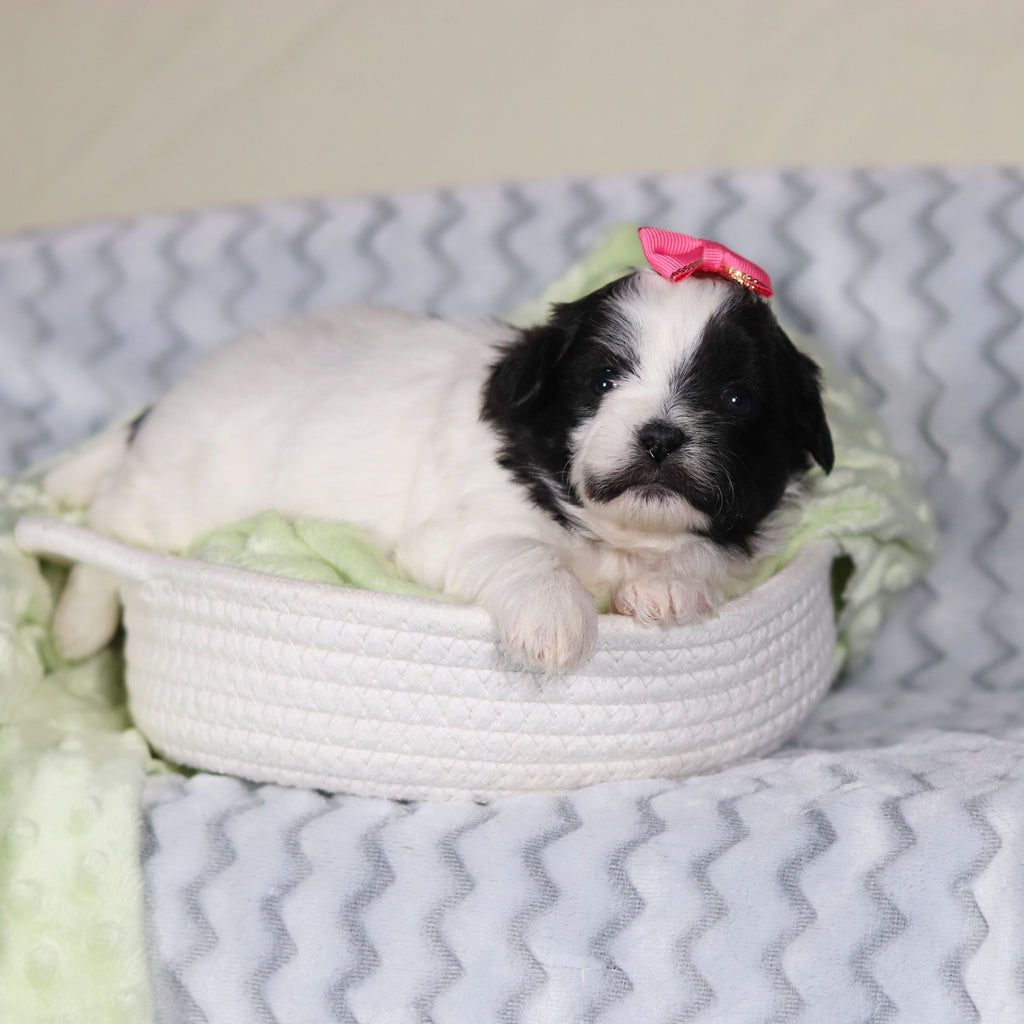 Tallulah - Available 4/9