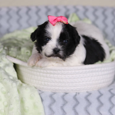 Tallulah - Available 4/9