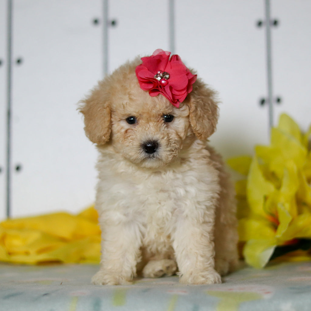 Azalea - Available 4/16