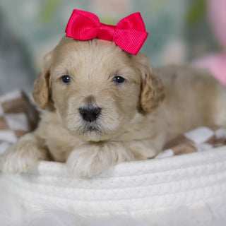 Dahlia - Available 4/16