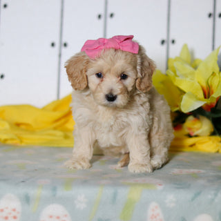 Dahlia - Available 4/16