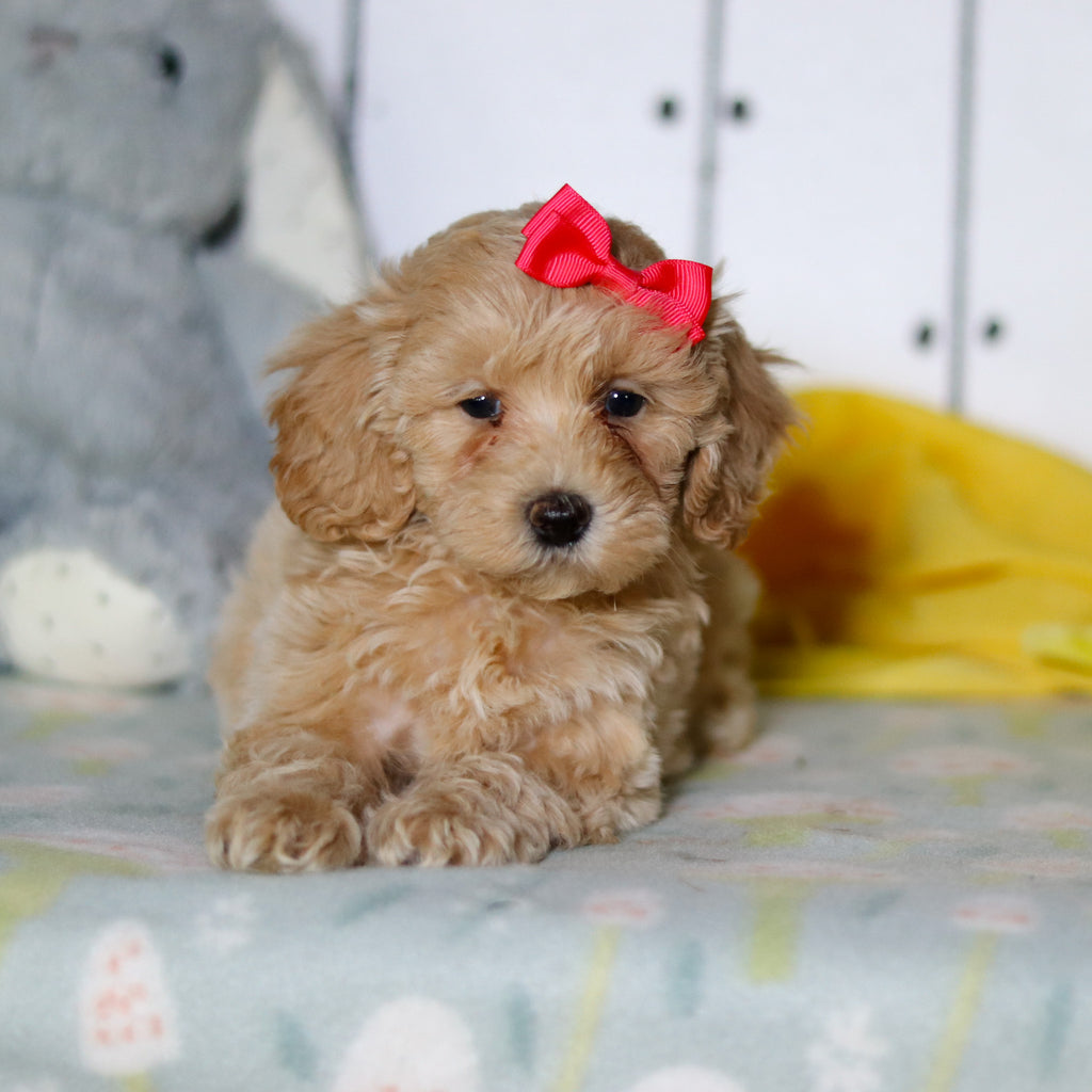 Zinnia - Available 4/16