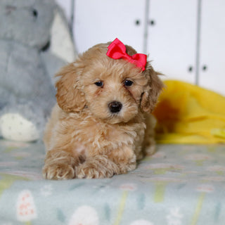 Zinnia - Available 4/16