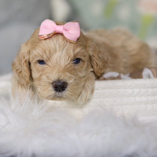 Zinnia - Available 4/16