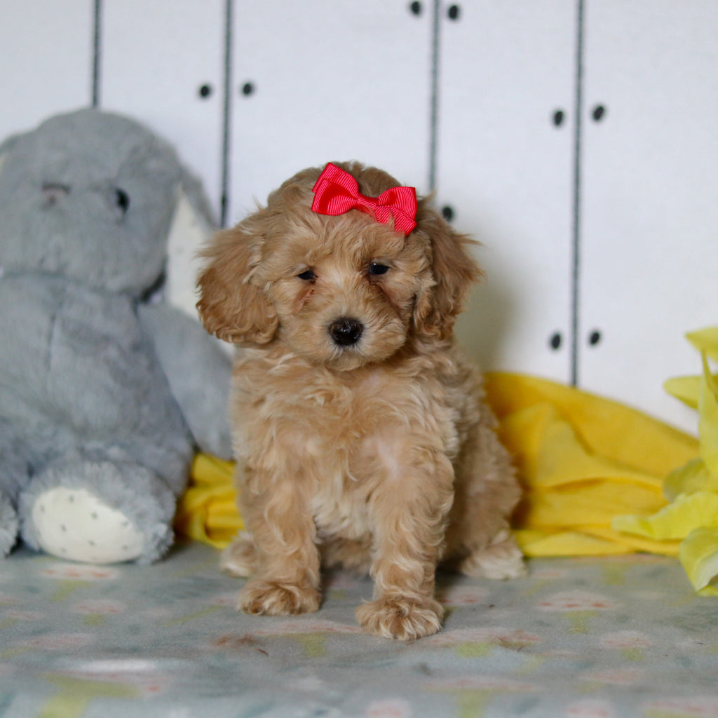 Zinnia - Available 4/16