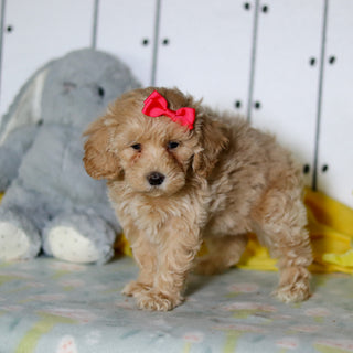 Zinnia - Available 4/16