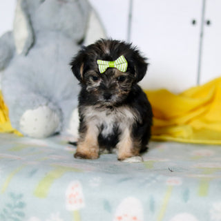 Blossom - Available 4/16