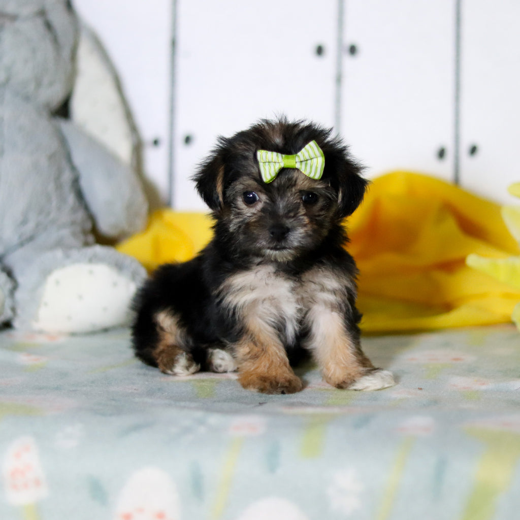 Blossom - Available 4/16