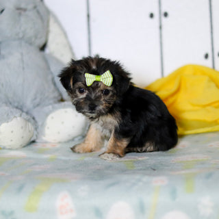 Blossom - Available 4/16