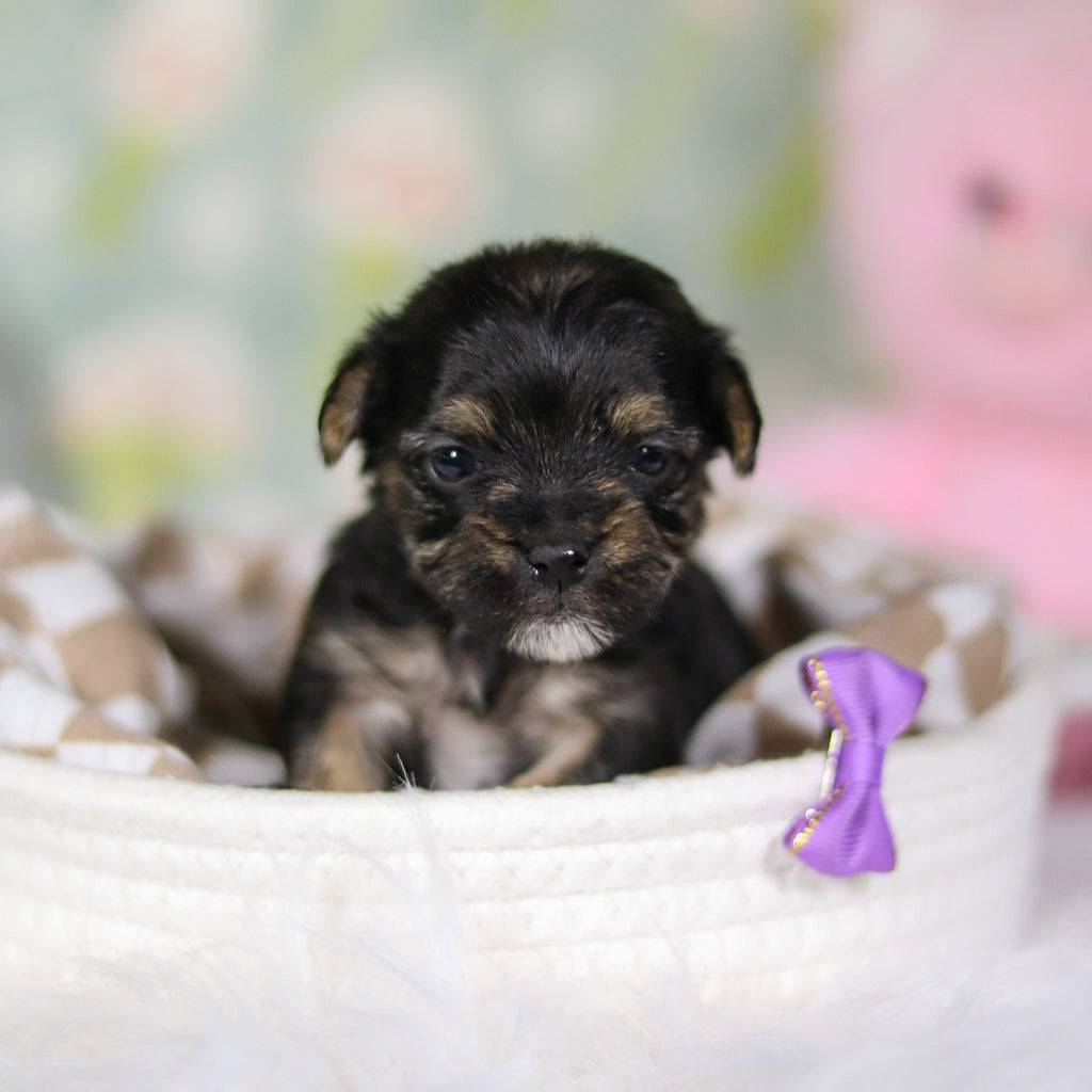 Blossom - Available 4/16