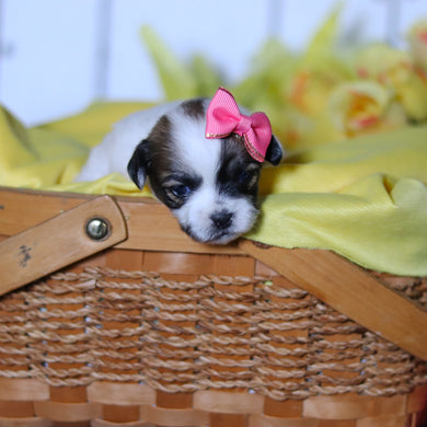 Rhoda - Available 4/23