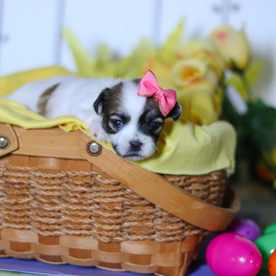 Rhoda - Available 4/23