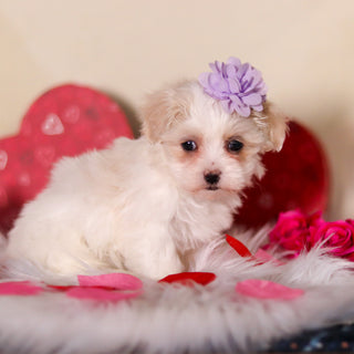 Gwynne - Available 2/26