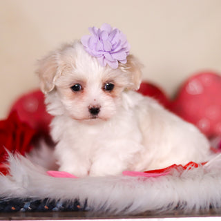 Gwynne - Available 2/26