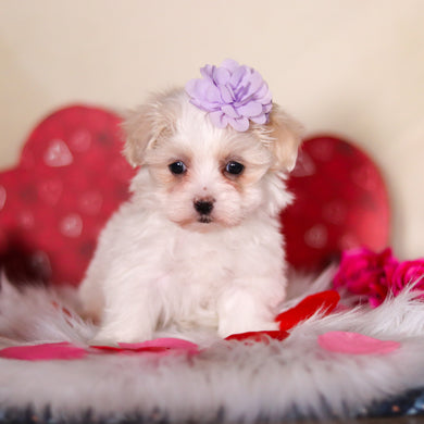 Gwynne - Available 2/26