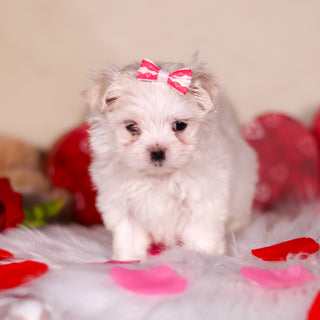 Katie - Available 3/13