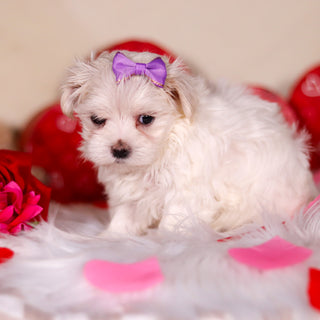 Angel - Available 3/13