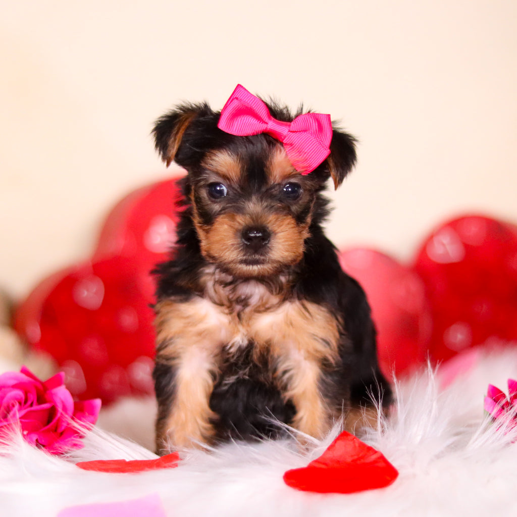 Minnie - Available Now