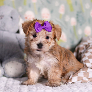 Poppy - Available 3/12