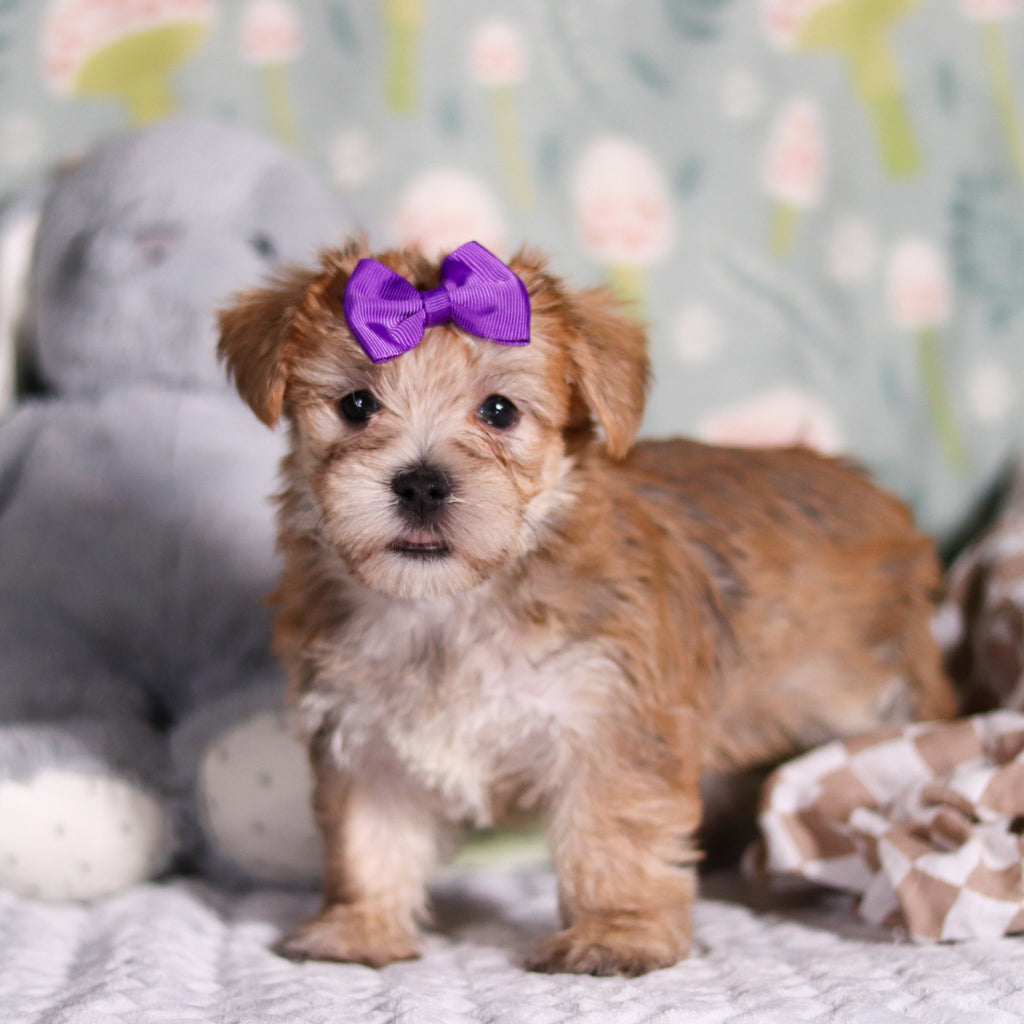 Poppy - Available 3/12