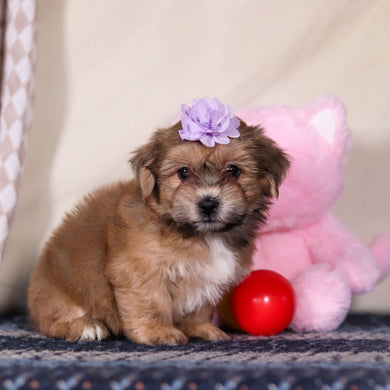 Iris - Available 3/12