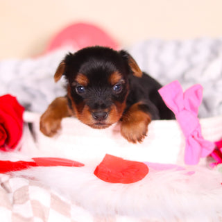 Lola - Available 3/19