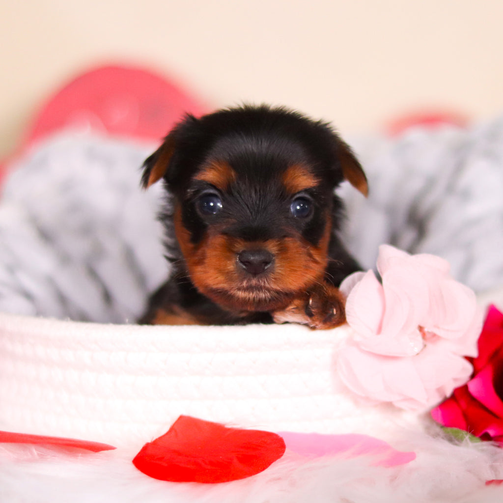 London - Available 3/19