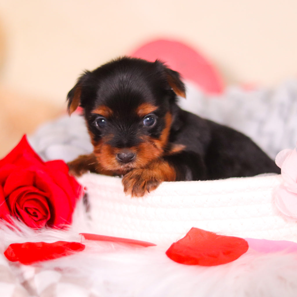 London - Available 3/19