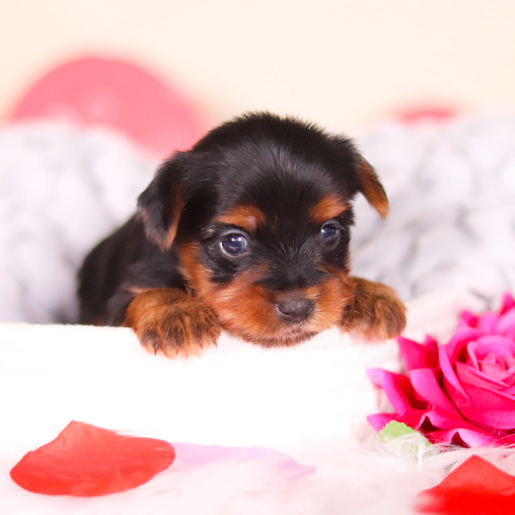 London - Available 3/19