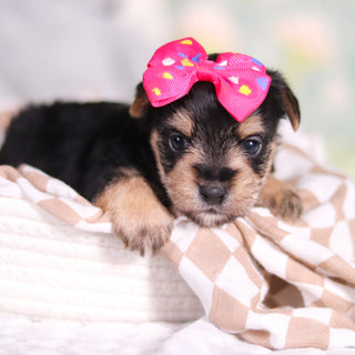 Adeline - Available Now