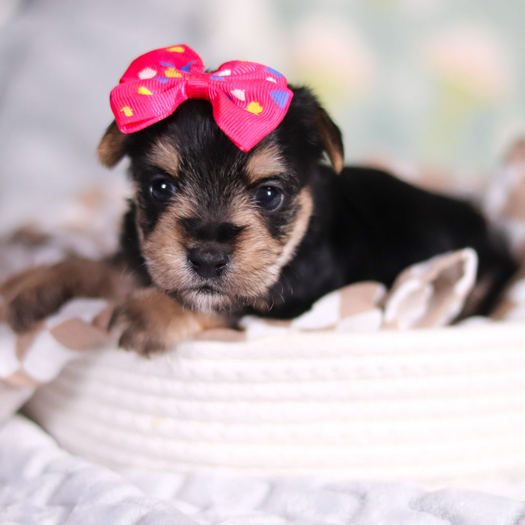 Adeline - Available Now