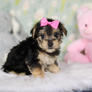 Adeline - Available Now