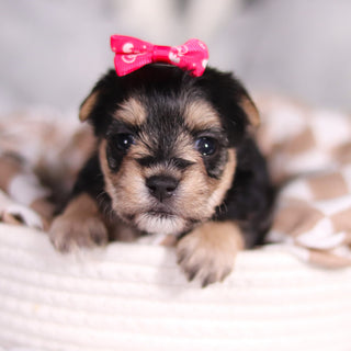 Autumn - Available Now