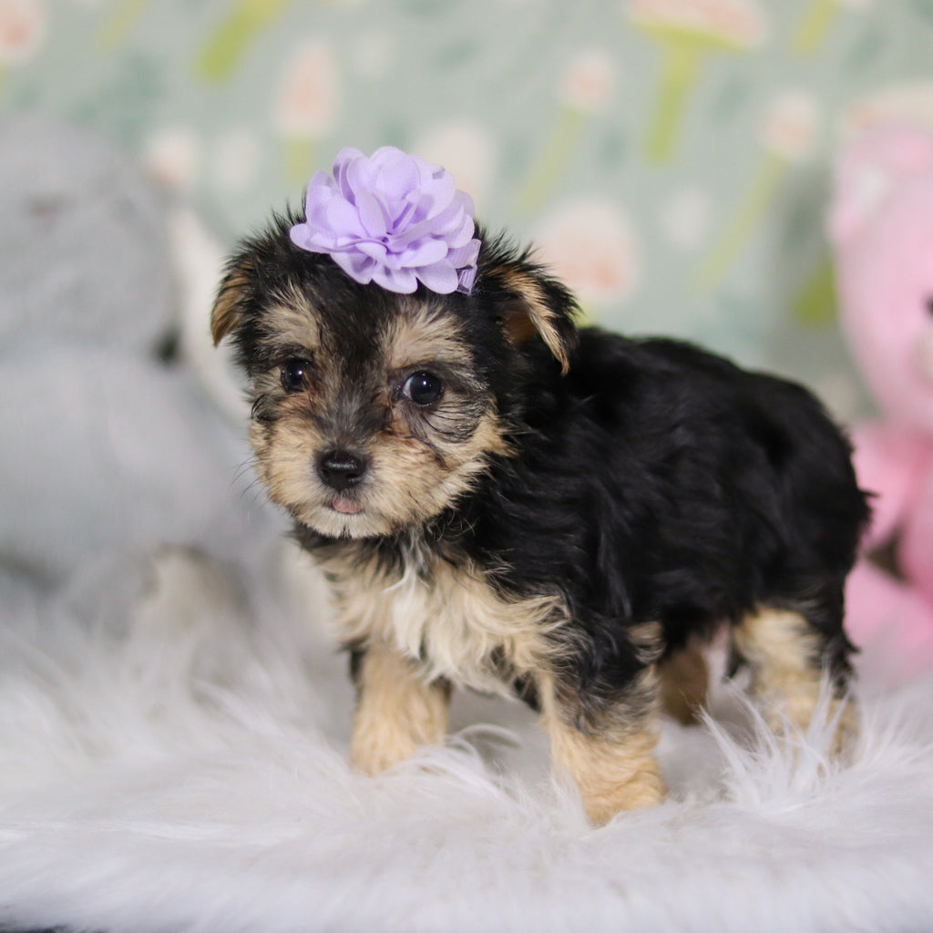 Autumn - Available Now