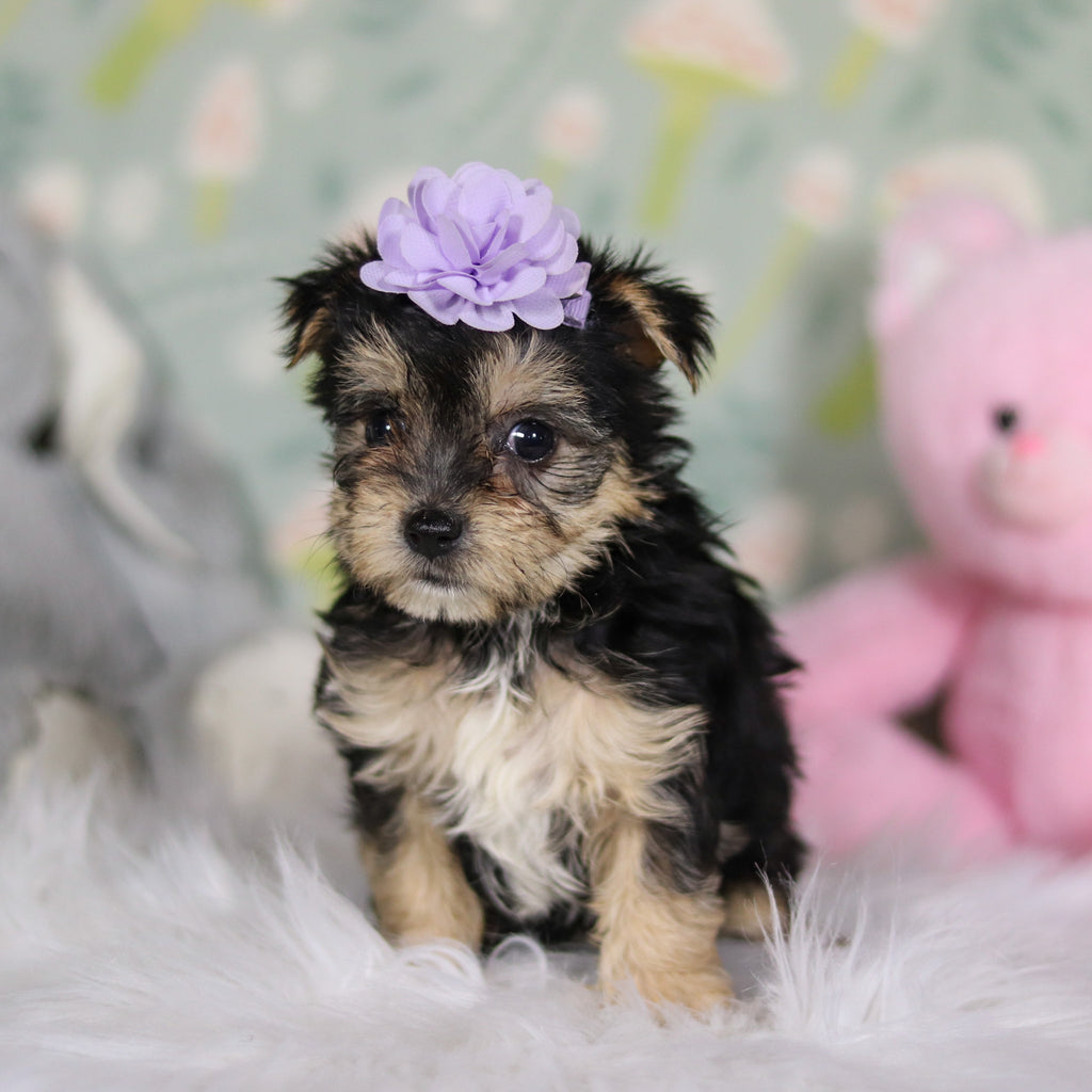 Autumn - Available Now