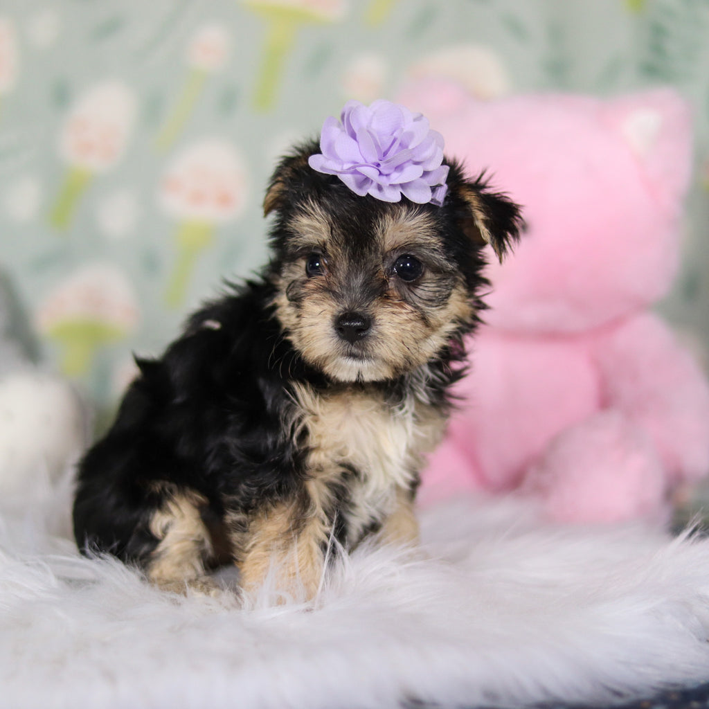 Autumn - Available Now