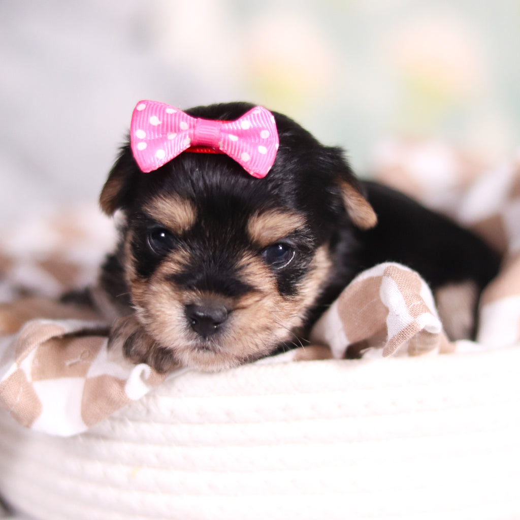 Audrey - Available Now