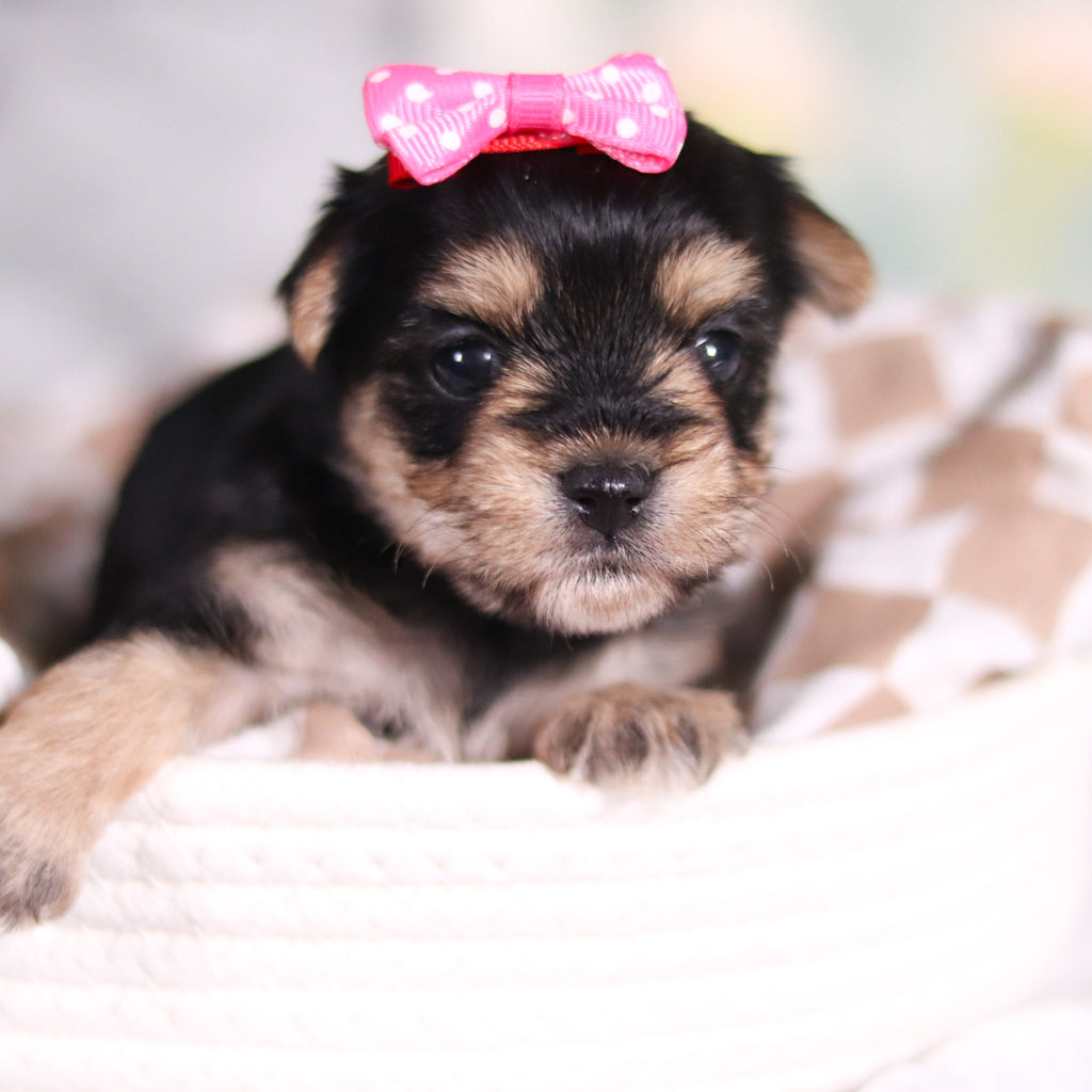 Audrey - Available Now