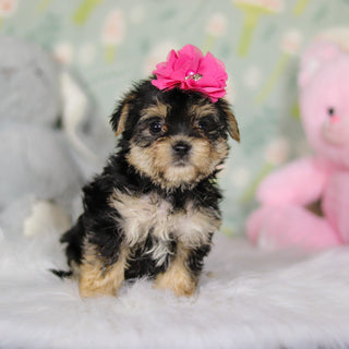 Audrey - Available Now