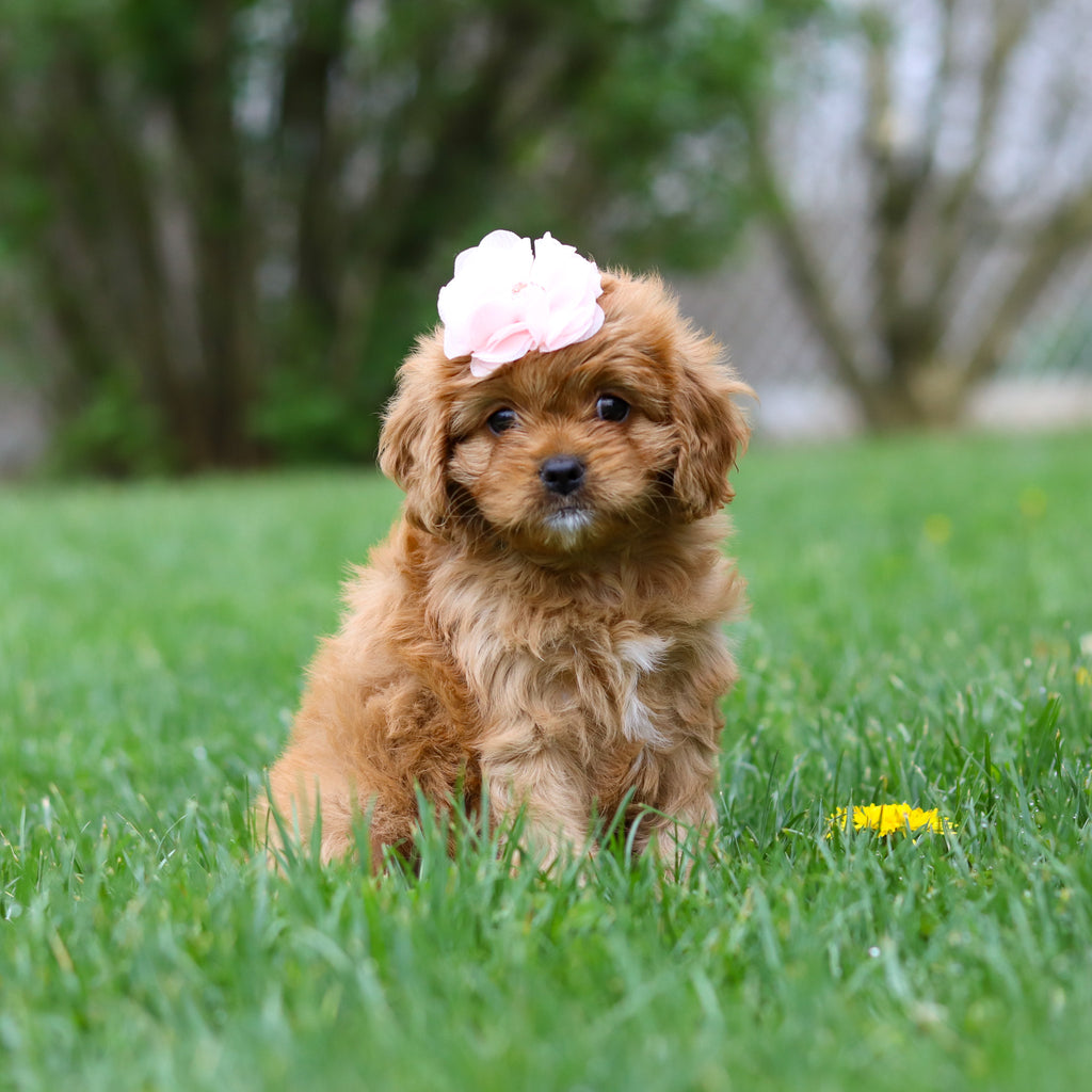 Maddie - Available Now